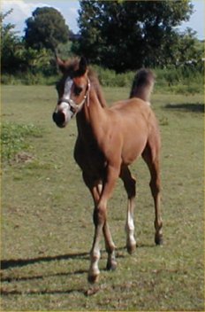 Stunning Show Arabian Filly